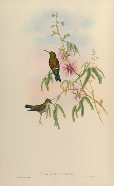 Chlorostilbon phaethon = Chlorostilbon aureoventris = Chlorostilbon lucidus by John Gould